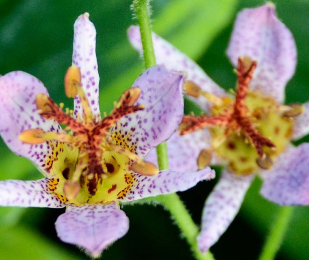 Tricyrtis Formosana 'Autumn Glow', Toad Lily 'Autumn Glow', Purple flowers, flowers for shade, Fall perennial, Shade perennial